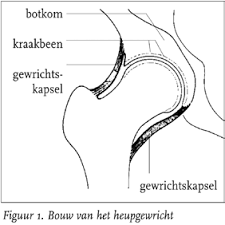 heupgewricht